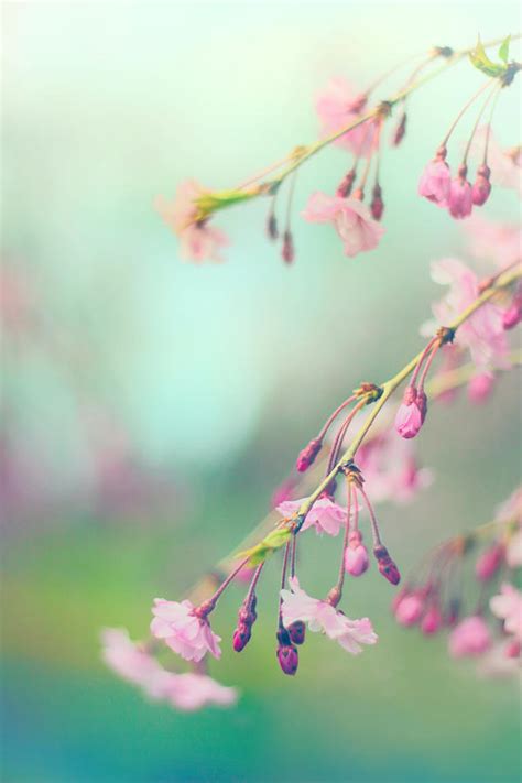 Blossom Breeze Photograph By Jessica Jenney Fine Art America