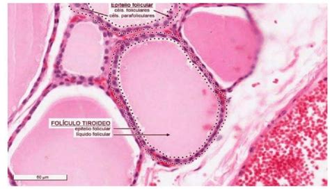 Resumen Folículo Tiroideo Biología Celular Histología Y Embriología