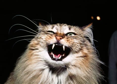 20 Of The Most Evil Cats Youll Ever See