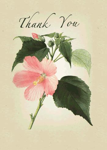 Send this beautiful butterfly and flower ecard to convey your gratitude. Natural Hibiscus Flower To Say Thanks! Free For Everyone ...