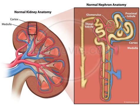 Kidney Anatomy Hd Wallpapers Plus