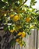 The 5 Best Types of Lemon Trees - ProGardenTips