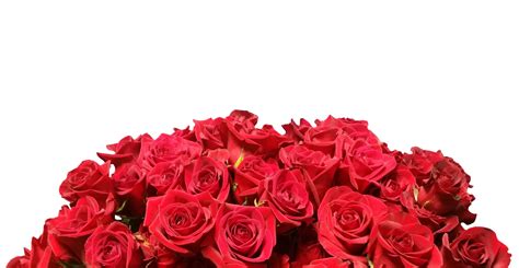 Roses Isolated On White Free Stock Photo Public Domain Pictures