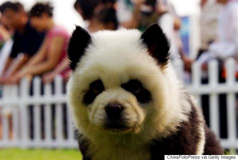 This Couple Dyed Their Dogs Fur To Look Like Pandas
