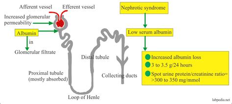 The capacity of the administration set is the only limit in the exsanguinated patient. Albumin (Serum Albumin) - Labpedia.net