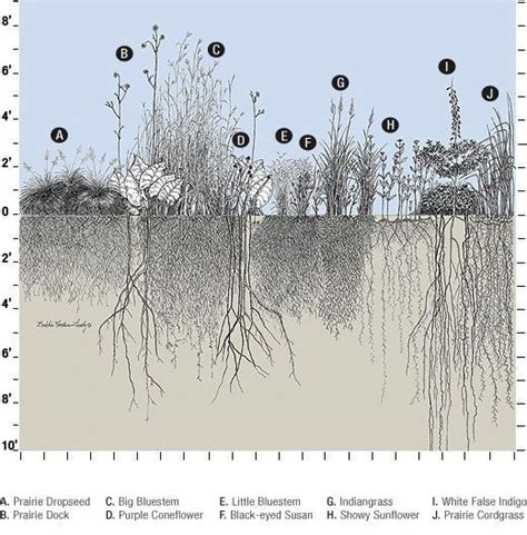 Root Systems Of Prairie Plants Prairie Planting Native Plants Plants