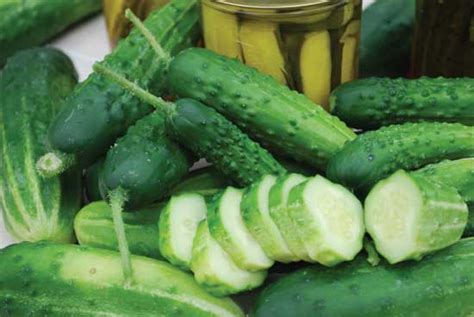 A Lesson On Heirloom Cucumber Plants Grit