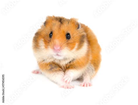 Scared Syrian Hamster With A Funny Expression Isolated On White Buy