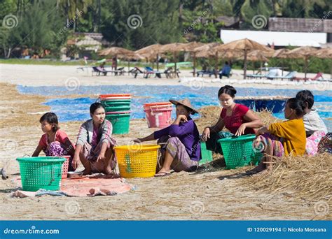 Women Drying Sea Fish In Ngapali Beach Myanmar Editorial Stock Image