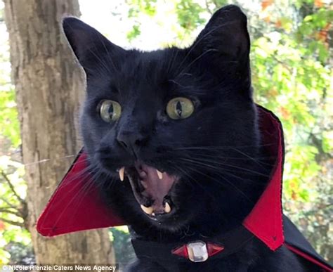 Cat Vampire With Unusual Fangs Dresses Up For Halloween Daily Mail