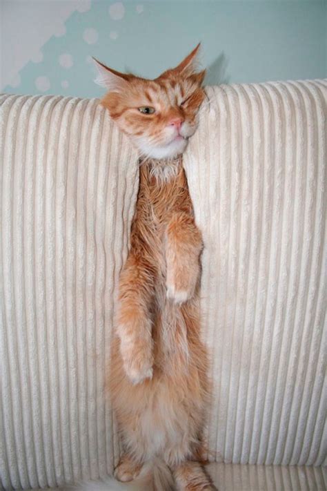 20 Hilarious Pictures Of Cats Sitting On Chairs