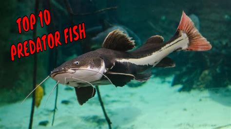 Top 10 Predator Fish for Aquarium - YouTube