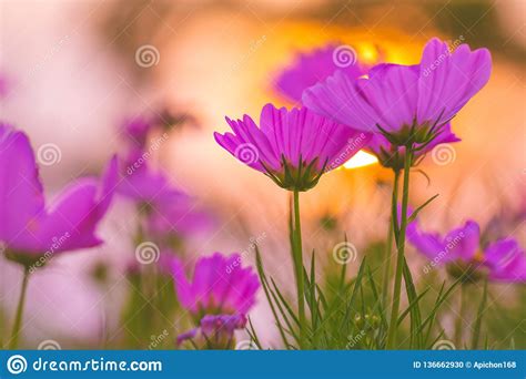 Pink Cosmos Flowers At Sunset Soft Focus Stock Photo Image Of Golden