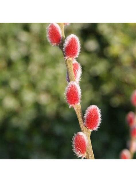 Red Pussy Willow Mount Aso Approx 70 75cm Tall