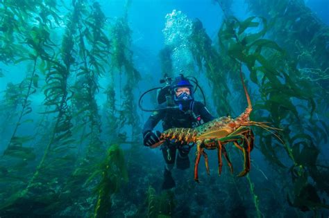 Monster Spiny Lobsters Under The Sea At Channel Islands National Park