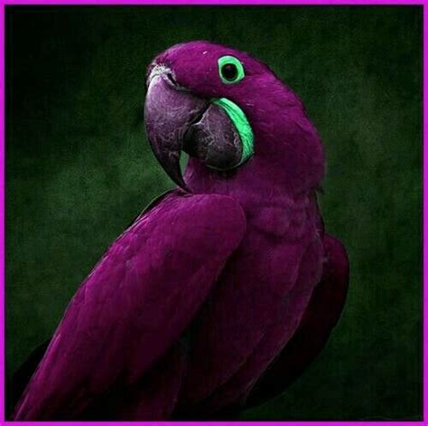 Hyacinth Purple Macaw Macaws Pinterest Gardens Tyxgb76ajthis