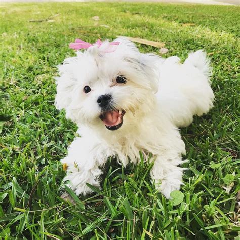 Shih Tzu Facts Teacup Puppies Maltese Maltese Dogs Maltese