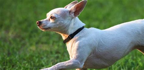 How Fast Can A Chihuahua Run