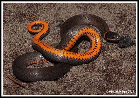 Snake ring with 10.00mm red garnet zircon oxidized sterling silver s925. Southern Ringneck Snake | Florida Backyard Snakes