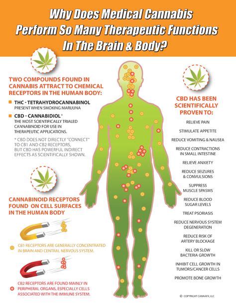 Cb1 And Cb2 Receptors What Makes The Endocannabinoid System Tick
