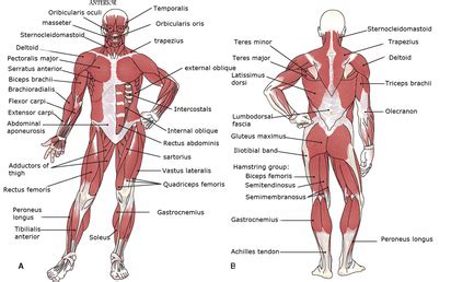 This labeled human muscular system chart illustrates the major muscle groups in the back (posterior) view and the front (anterior) view. Muscular System - Systems of the Human Body