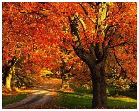 Fall Tree Care In Toronto Tree Doctors Inc