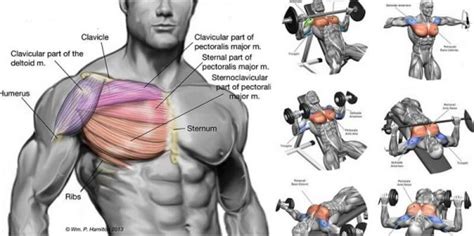 The Best Chest Exercises For Building A Broad Strong Upper Body GymGuider Com