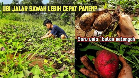 Panen Ubi Jalar Di Sawah Memanen Ubi Jalar Secara Manual Youtube