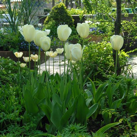 Tulip Ivory Floradale White Flower Farm