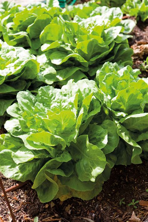 Cómo Plantar Lechuga En Casa Tu Guía Para Disfrutar De Este Alimento