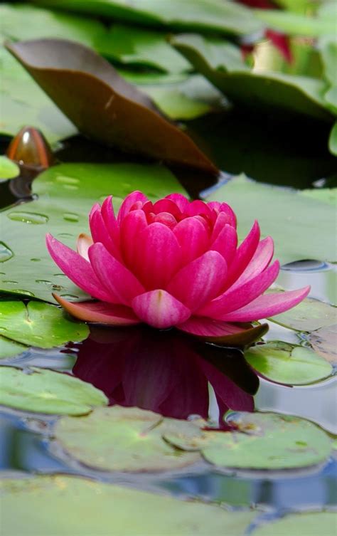 Here you can find the best lotus hd wallpapers uploaded by our community. Cute Lotus Flowers Phone Wallpapers - Wallpaper Cave