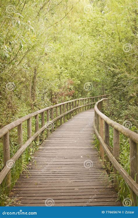 Wooden Footbridge Through A Bamboo Forest Stock Photo Image Of Green