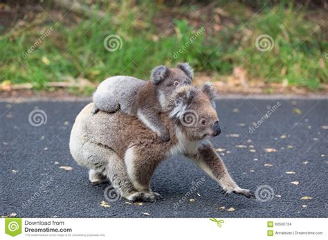 Australia Baby Koala Bear And Mom Stock Photo Image Of