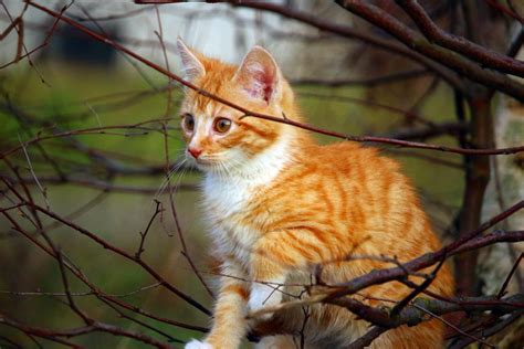 Free Images Kitten Autumn Fauna Playful Whiskers Vertebrate