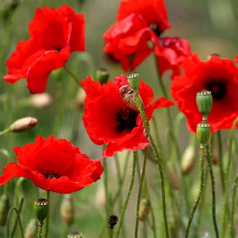 Maybe you would like to learn more about one of these? Poppy Seeds On Sale in Ireland | Grow Your Own Poppies ...