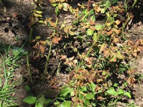 What's wrong with my plant? you're in the right place to get the problem diagnosed as well as advice for treatment! Brueckner Rhododendron Gardens: BRG Roses Hazel McCallion ...