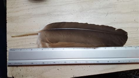 I redownloaded the app and put my fake location in my real location. Biggest feather I have ever found. Wpuld love to know the ...