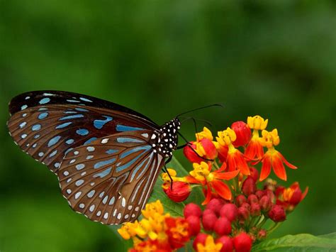 Beautiful Natural Scenery A Butterfly Perched On A Flower