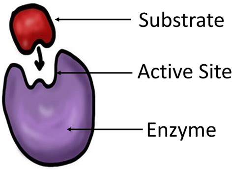 Enzyme Key Stage Wiki