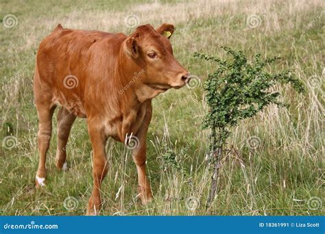 Close Up Light Brown Cow 3 Stock Image Image Of Farm 18361991