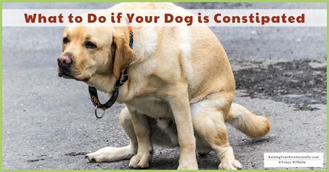 What To Do If Your Dog Is Constipated Dog Constipation Tips And Info