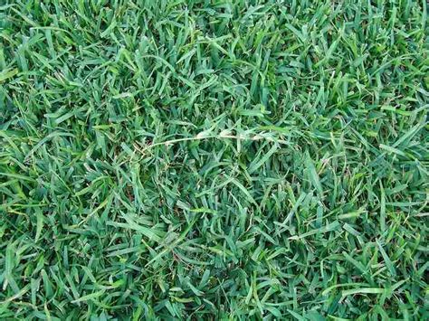 6 Best Grass Types For Orlando Fl Wikilawn