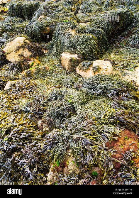 Colourful Seaweed Covering Rocks France Europe Stock Photo Alamy