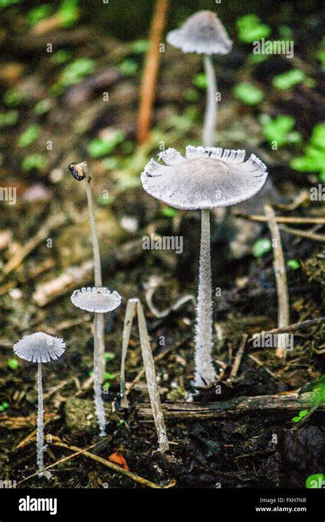 Tall Mushrooms Hi Res Stock Photography And Images Alamy