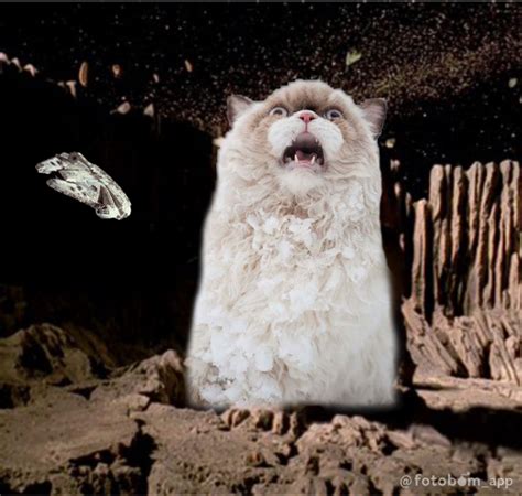 The Notorious Space Cat From Star Wars Episode V Star Wars