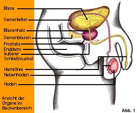 Wissenswertes über prostata ihre funktionen, selbsttest, prostatagröße und prostatagewicht, krankheiten und beschwerden, untersuchung und. Anatomie der Prostata | Prostata.de