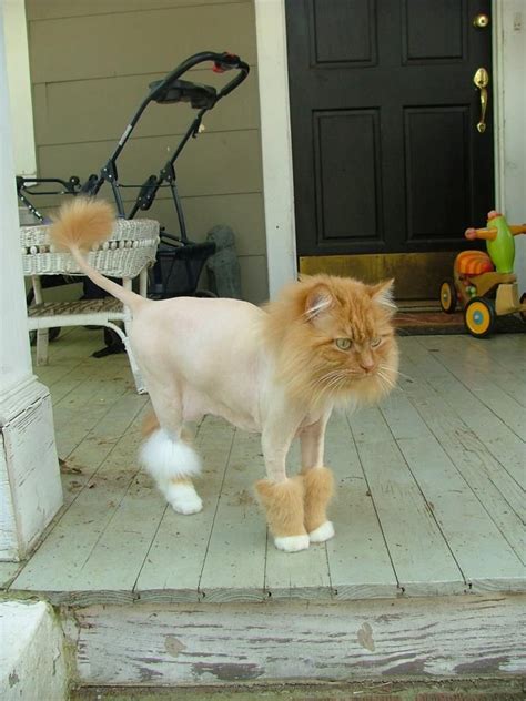 The reason for the lion cut is that it still shows the cat is a persian. 60 best images about Cat grooming on Pinterest | Persian ...