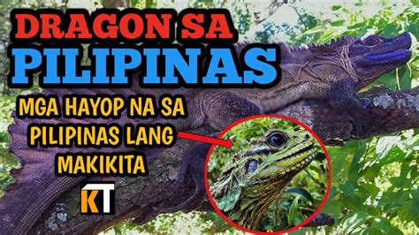 Mga Hayop Na Sa Pilipinas Lang Makikita Endemic Animals In The