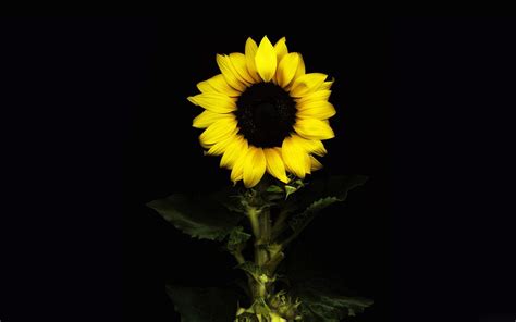 You can also upload and share your favorite sunflower backgrounds. Sunflower Desktop Wallpapers Free - Wallpaper Cave