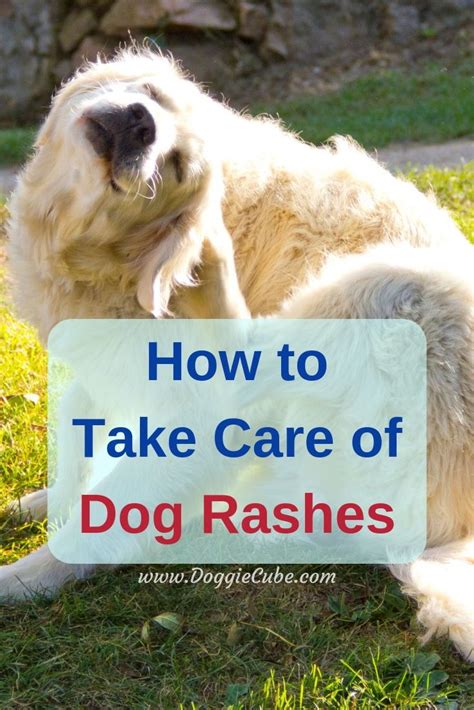 How To Take Care Of Dog Rashes Doggie Cube Dog Rash Dog Remedies